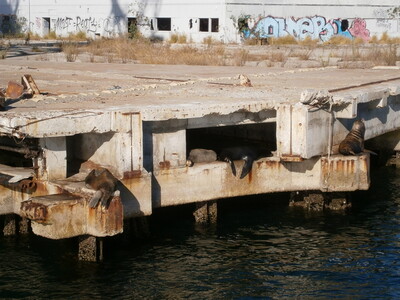 Sea Lions under Wharf