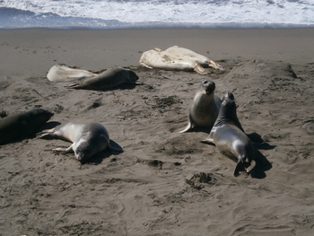 Male Elephant Seals