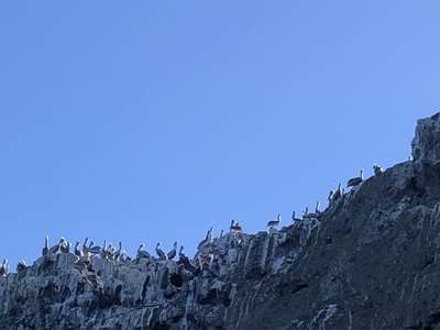 Pelicans on Anacapa Island