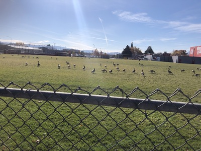 Geese at High School