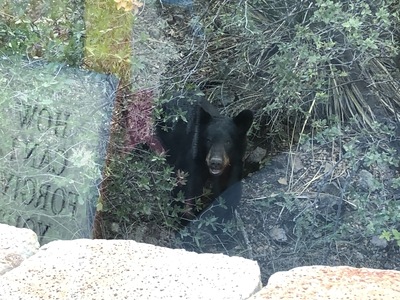 Bear at Chisos Basin